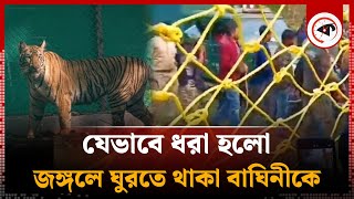 অবশেষে যেভাবে কাবু হলো বাঘিনী! | Tigress | Kalbela