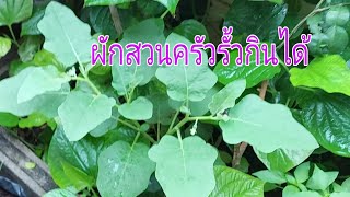 ผักปลอดสารพิษปลูกเองกินเองชมผักสวนครัวOrganic vegetables