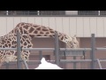 外で餌を食べるマサイキリン　ユウマ　masai giraffe yuma