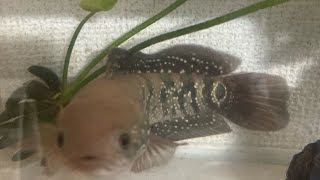 コウタイの餌やり🐟