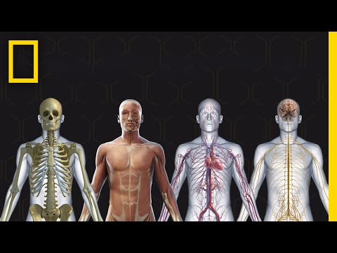 What 3 body functions protect emerging adults?