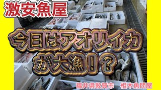 令和6年9月13日の激安魚屋 @福井県敦賀市相木魚問屋