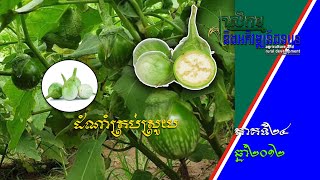 កសិកម្ម និងអភិវឌ្ឍន៍ជនបទ - Agriculture and Rural Development|ដំណាំត្រប់ស្រួយ Eggplant [EPS24] 110612