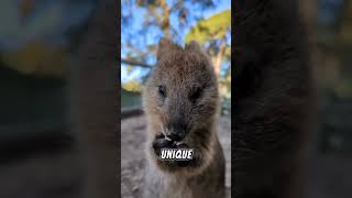 The Quokka Smile: More Than Just Happiness! #shorts #short