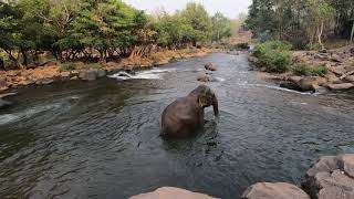 Cute Elephant bathing \u0026 breakfasting in Tad Lo Waterfalls(ຕາດເລາະ  ສາລະວັນ/大象，塔洛瀑布，老挝), Laos, 2019