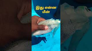 நிறம் மாறும் அதிசய கடல் மீன். இந்த மீன் பெயர் என்ன. #shorts #fish #fishing #seafood #fishingvideo