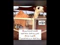 الفردية خزامة 🔥 مشترى عبدالله النهدي من بدر العصيمي ⚡🔥