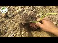 sugarcane variety 15023 0118 0238 germination