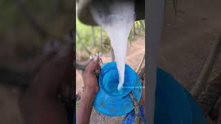 500 years old Traditional Palm wine #shorts #asmr #gramophonevillage