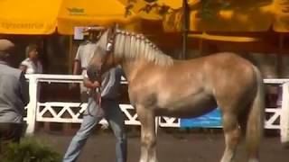 Pokazy Konne Kętrzyn 2006 / Rastenburg kaltblut pferd show