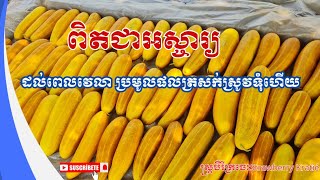 [29-04-25] កសិករដាំដុះដំណាំ ត្រសក់ស្រូវទុំ ស្ថិតនៅស្រុកព្រែកប្រសព្វ ខេត្តក្រចេះ 🥒🌻#strawberrykratie