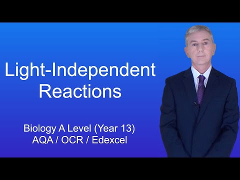 Why is light-independent reaction important?