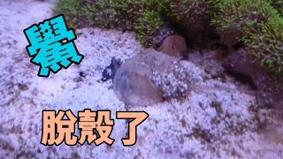 海水魚#鱟#脫殼了