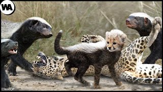 This Is Why Predators Don't Touch Cheetah Cubs