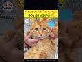 ఈ cats ఇలా ఎందుకు ఏడుస్తున్నాయి తెలుసా ⁉️😳 🔥 intresting facts in telugu shorts facts telugu cats