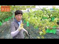 ep.019 성주군 초전면 김종태사장님 세력저하 비대불량 극복 프로젝트