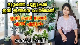 വീട്ട് മുറ്റത്ത് കാണുന്ന പുല്ല് ഇനി കളയരുത്/ചെടികൾക്ക് വളം വേണ്ട ഇങ്ങനെ ചെയ്താൽ/Malayalam/poppy