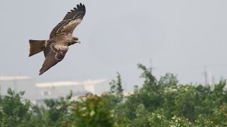 屏東縣的黑鳶（2012-08-06）