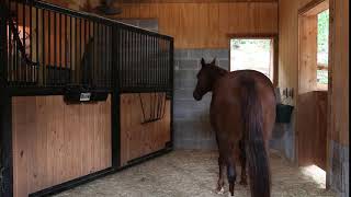 Birthing Horse Stall with Swinging Partition Door - RAMM Customized Tuscany Designer Series