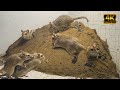 10 hours Cat TV mouse digging burrows / holes in sand , playing and squeaking for cats to watch 4k