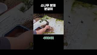 소나무 분재 분갈이 - 새싹분재원TV Sprout Bonsai TV