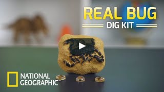 NATIONAL GEOGRAPHIC | Real Bug Dig Kit