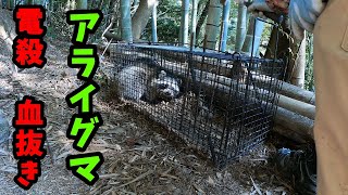 #918【狩猟】アライグマ駆除（電殺、血抜き）