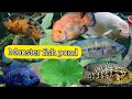 monster fish pond එකේ ඔක්කොම මාළු #monstertank #monsterfishpond#monsterfish#fishpond