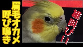 オカメインコの呼び鳴きは、まさに雄叫び!!