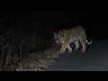 ranger s unexpected encounter with a siberian tiger in ne china s jilin province