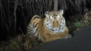 Ranger's unexpected encounter with a Siberian tiger in NE China's Jilin Province