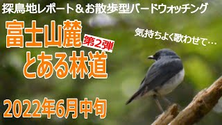 富士山麓『とある林道』の探鳥地レポート・第２弾です　あの時の感動は偶然！？　2022年6月中旬