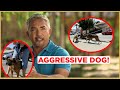 HOW TO CALM AN AGGRESSIVE DOG | Cesar 911