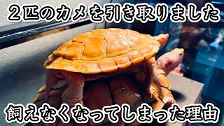 【ミシシッピアカミミガメ】飼い主さんと話す、亀を引き渡す決断に至った経緯。【ミドリガメ】