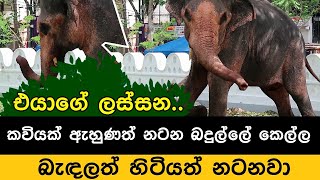 කවියක් ඇහුණත් නටන බදුල්ලේ කෙල්ල.. | Elephant dance