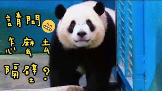 圓寶慢吞吞進場準備上班，走到竹葉區認真吃早餐|熊貓貓熊The Giant Panda Yuan Yuan and Yuan Bao|台北市立動物園