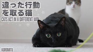 違った行動をとる猫