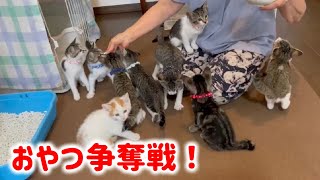 総勢11匹の子猫達のご紹介とおやつ争奪戦をご覧ください