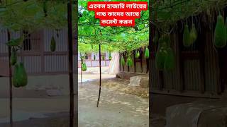 হাজারি লাউ গাছ দেখুন #ytshorts #yttrendingshorts #viralvideo #trending #foryou