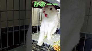 驚きの表情を見せる #うさぎ #rabbit #癒し #あくび #猛獣