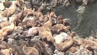 Hundreds of family in Gaibandha are self reliant through rearing duck | News \u0026 Current Affairs