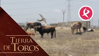 El colorido de la casta jijona | Tierra de toros