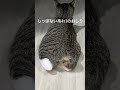 生まれつきのチャームポイント cat 子猫 保護猫 猫のいる暮らし kitten 猫動画 고양이