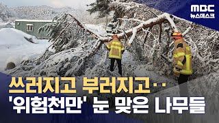 눈 오면 시한폭탄 '소나무'‥대비는 어려워 (2024.12.03/뉴스데스크/MBC)