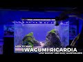 AQUASCAPE IWAGUMI - TUTORIAL MEMBUAT IWAGUMI LOW MAINTANANCE DENGAN MOSS RICARDIA