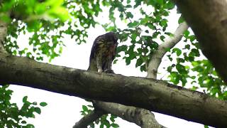 大安森林 鳳頭蒼鷹