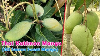 Thai Katimon Mango (All Season Sweet Mango) Contact : 9333227579