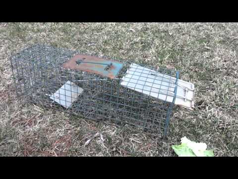 Rabbit Trapping Rabbit Trapping