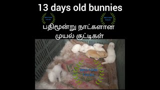 13 days old bunnies | பதிமூன்று நாட்களான முயல்கள்