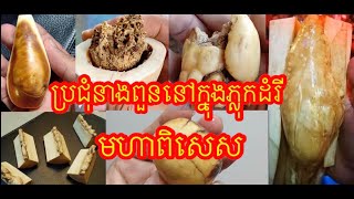 ប្រជុំនាងពួនក្នុងភ្លុកដំរីមហាពិសេស Meeting her in the ivory is special Grand of Khmer Magic